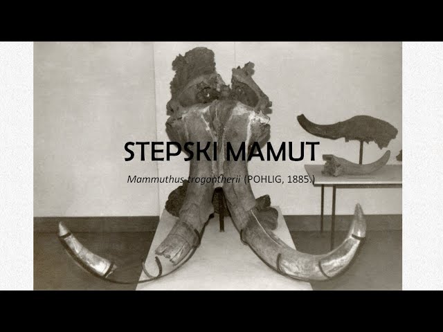 Read more about the article STEPSKI MAMUT